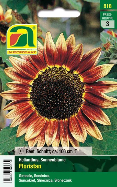 Helianthus Floristan, Sonnenblumen