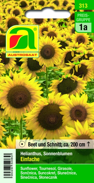 Helianthus Einfache, Sonnenblumen