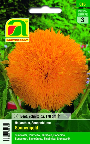 Helianthus Sonnengold, Sonnenblumen